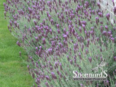 LAVANDULA ST. 'OTTO QUAST' 1