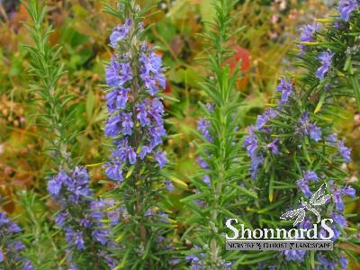 ROSMARINUS OFFICINALIS 'TUSCAN BLUE' 1
