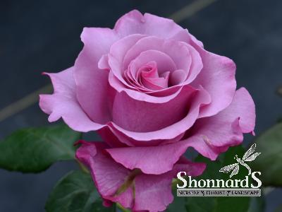 ROSE - HYBRID TEA 'NEPTUNE' NEPTUNE ROSE LAVENDER/PURPLE BR