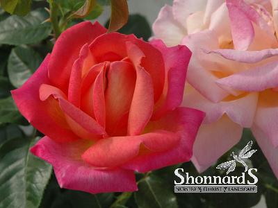 ROSE - HYBRID TEA 'CHICAGO PEACE' CHICAGO PEACE ROSE PINK YELLOW BR