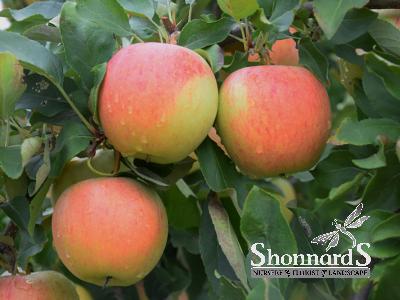 APPLE - GALA DWARF GALA APPLE Red BR