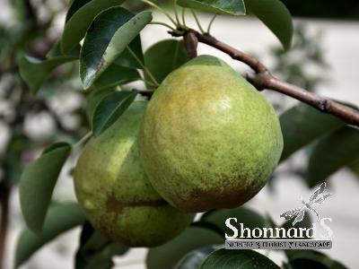 PEAR - BARTLETT DWARF BARTLETT PEAR BR