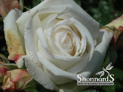 ROSE - HYBRID TEA FULL SAIL FULL SAIL ROSE WHITE BR