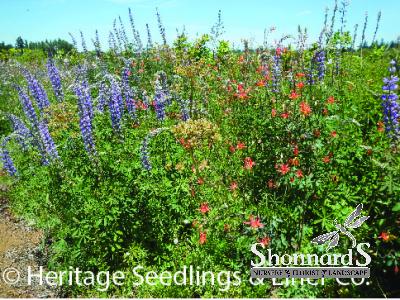 Tall Butterfly and Grass Wildflower Mix small packet