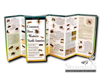 Folding Guide Common Bees of Western N. America 9" x 4" (unfolds to 24")